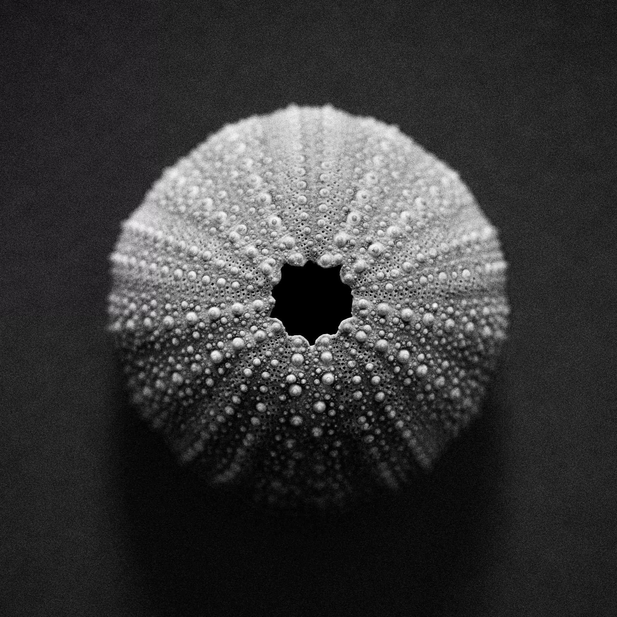 Paul Thery - Recent Photography